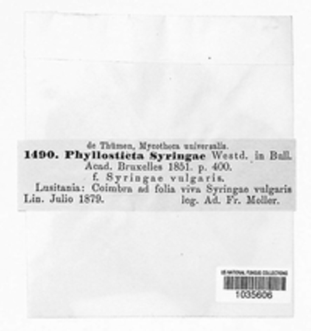 Ascochyta syringae image